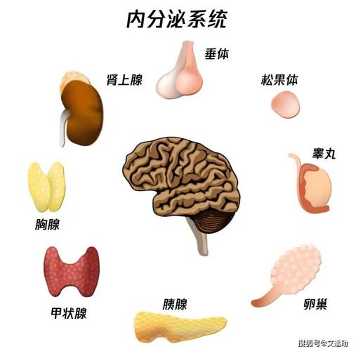 内分泌医师个人述职报告范文