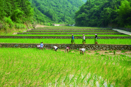 山地耕地承包种植合同