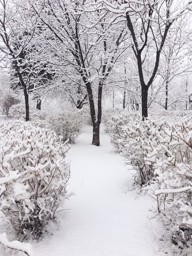 物业大雪的应急预案