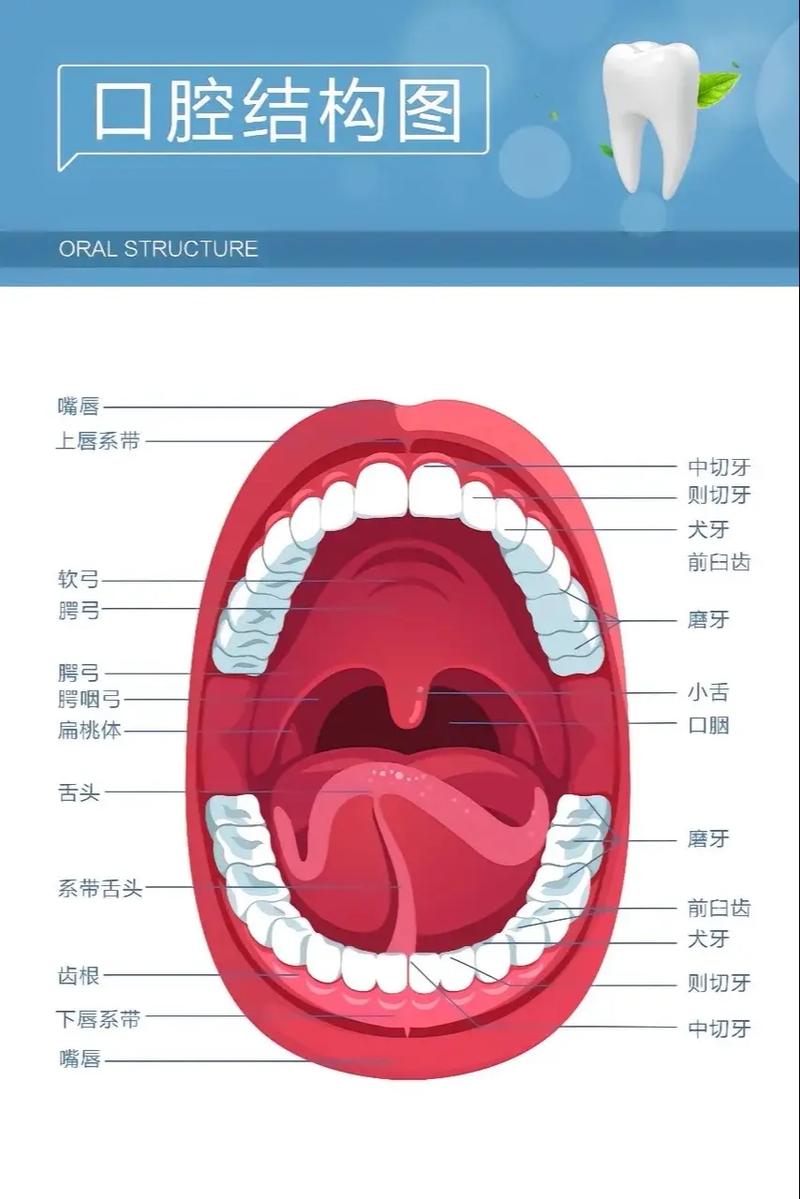 儿童口腔医生年度总结