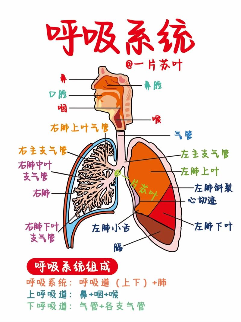 呼吸科医生个人工作总结