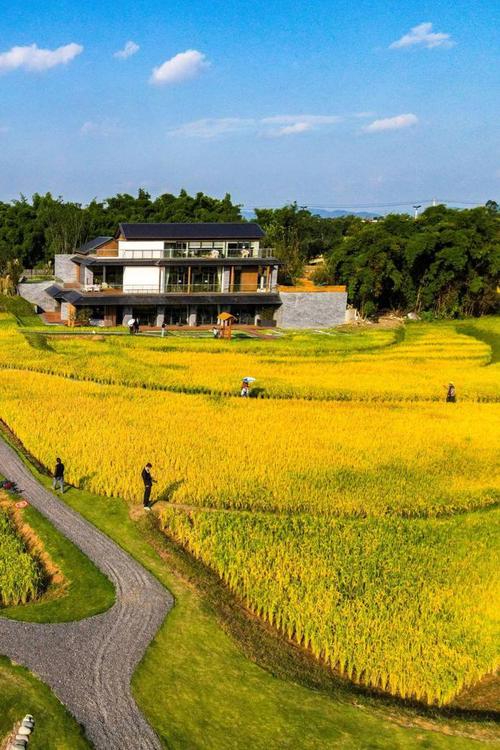 乡村振兴建设申请报告