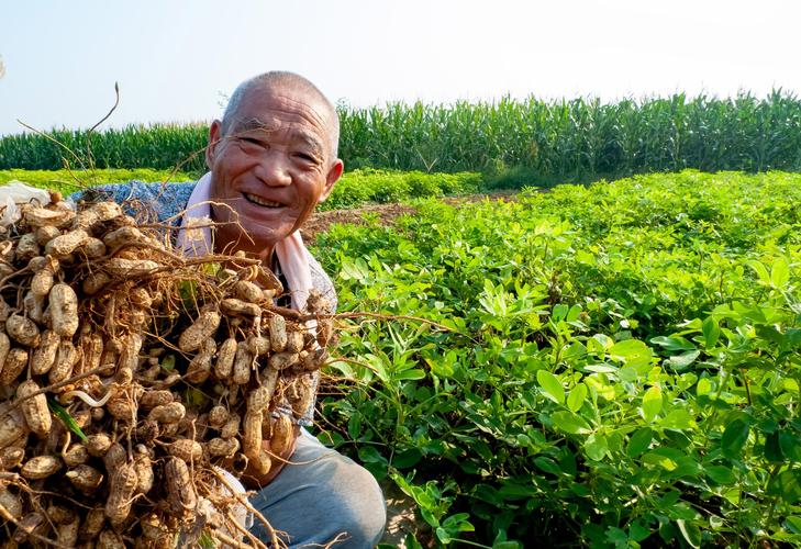 农户苹果运输合同