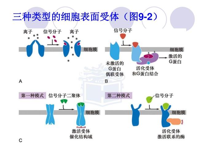 受体激动\阻断药和抗过敏药购销合同