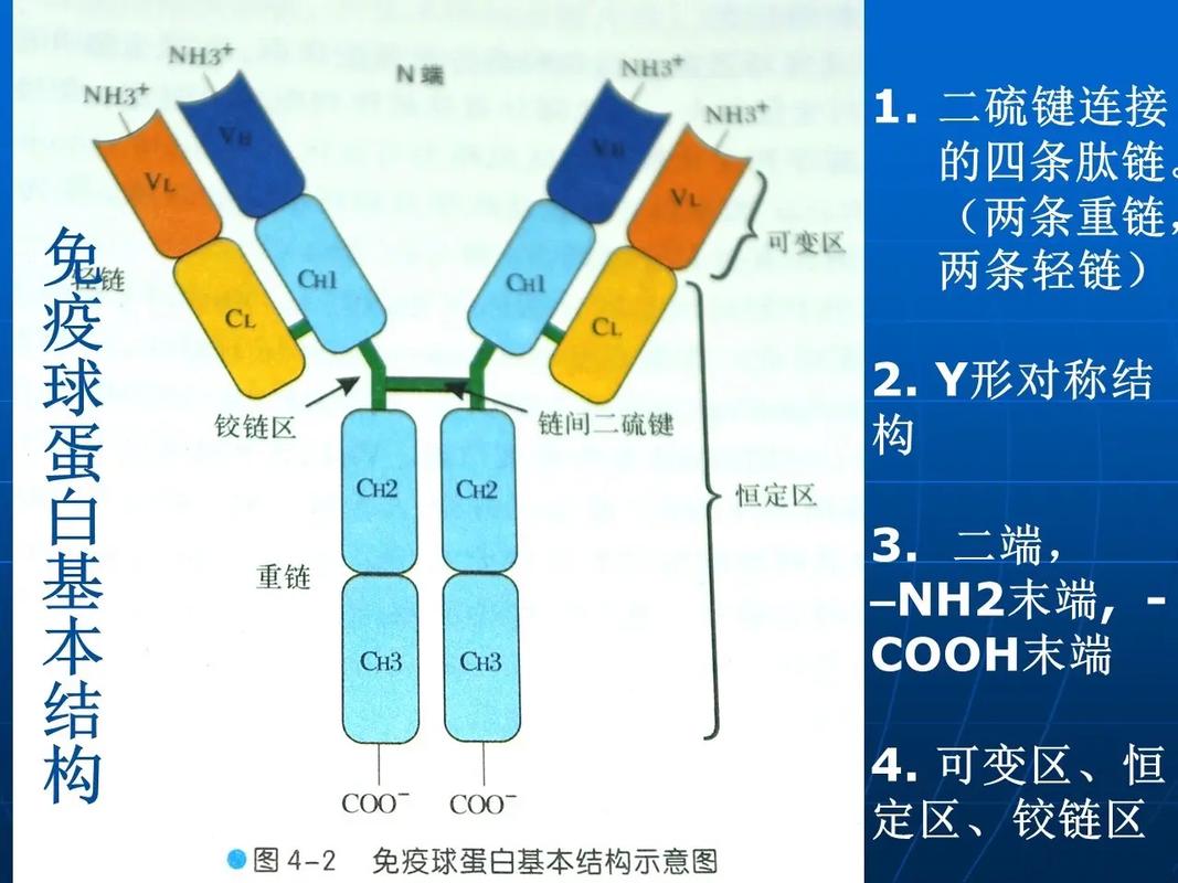 抗体委托加工合同书