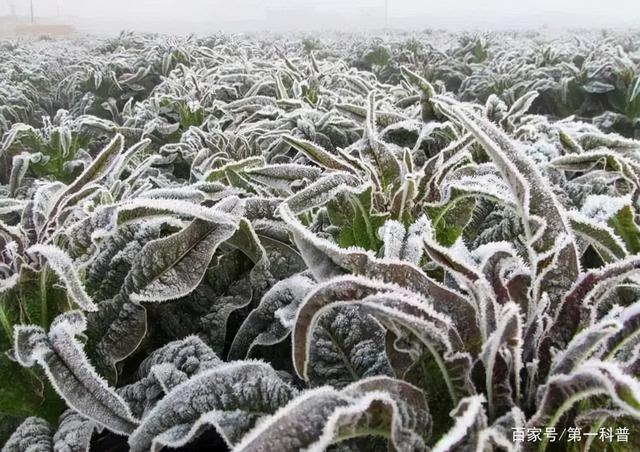 加油站寒潮雨雪天气应急预案