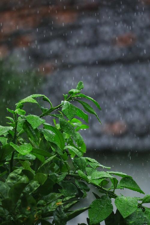 最新物业雨季应急预案范文