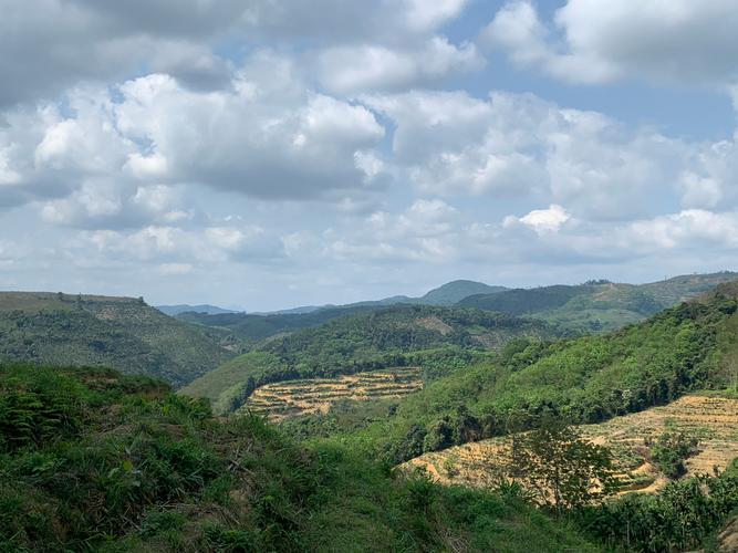 山地承包种植合同书