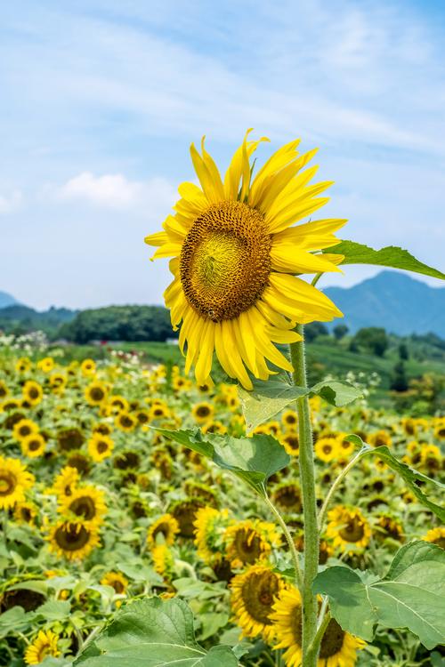 青铜葵花初中读书心得