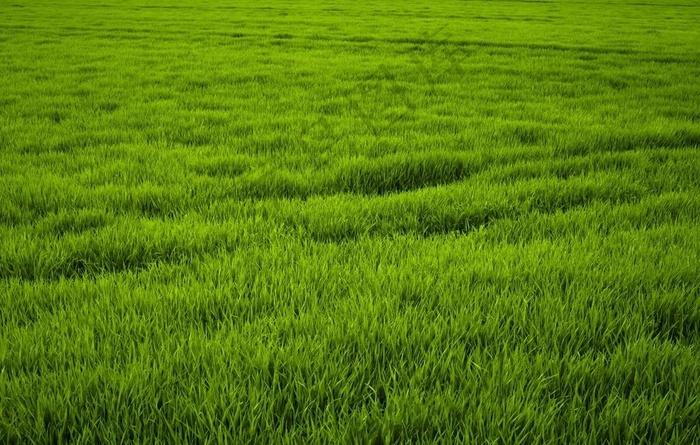 《金色的草地》评课稿范文