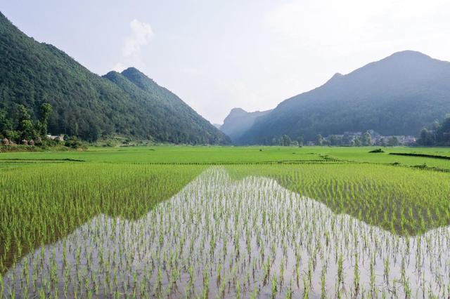 水田承包合同