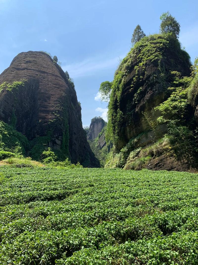 武夷山一线天景区导游词作文