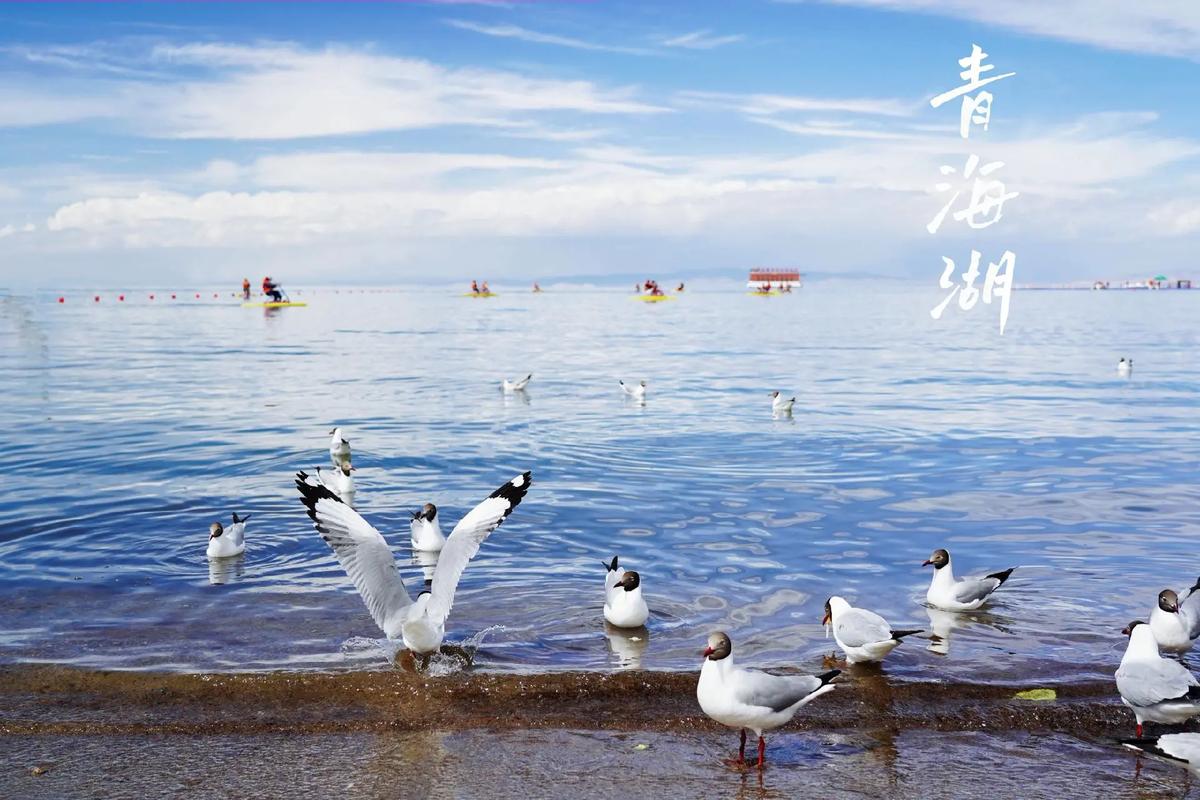 青海海北川导游词范文